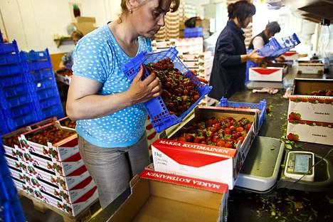 Ukrainalaiset kausityöntekijät valmistelivat mansikoita myyntiin Suonenjoella heinäkuussa 2013.