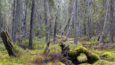 Tämä kuva on valtionmetsästä Kuhmosta. Vapaaehtoisten kartoittajien työryhmä on löytänyt valtionmetsistä kymmeniätuhansia hehtaareja suojelun arvoista metsää.