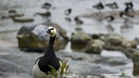 Linnut | Pohjoismaiden ja Baltian viljelijät vaativat valkoposki­hanhen metsästyksen sallimista: ”Suotuisan suojelun taso ylitetään yli kolmin­kertaisesti”