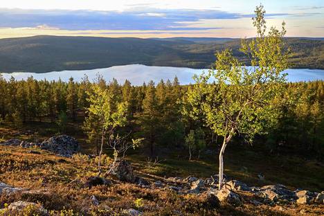 Kuivuus ja kuumuus kasvukaudella sai sekä tunturikoivikot että mäntymetsät muuttumaan hiilinielun sijaan hetkelliseksi päästölähteeksi. Kuva Inarista kesäkuulta, taustalla näkyy Pasasjärvi. 