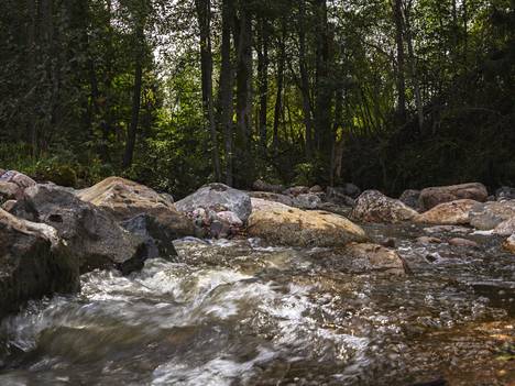 In connection with the partial dismantling of the Holstenkoski dam, large quantities of stones were brought to the area to improve the living conditions of migrating fish and other aquatic organisms.