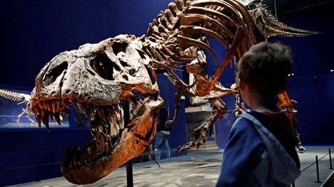 Tämä tyrannosauruksen luuranko on Ranskan luonnontieteellisessä museossa Pariisissa.