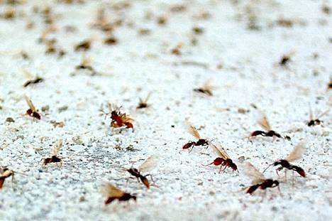 Suomessa on kymmeniä muurahaislajeja, jotka tekevät parveilulentonsa eri vaiheissa kesää. 