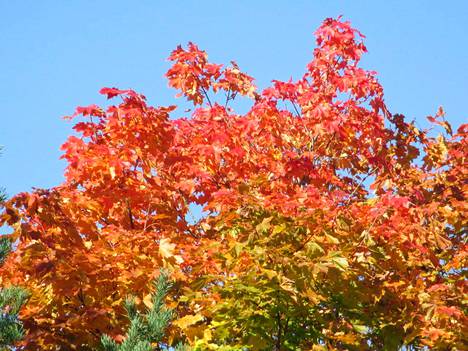Ruskan värejä vaahterassa syksyllä 2016.