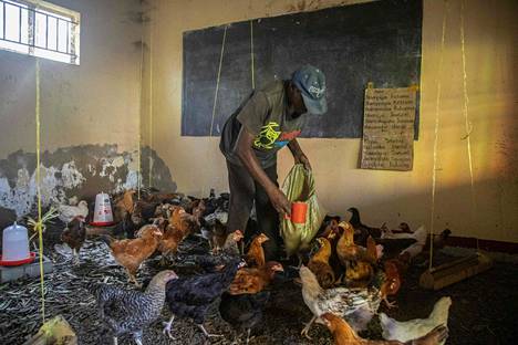 Entinen opettaja Musa Kalema ruokki kanoja aiemmin luokkahuoneessa toimineessa tilassa Kampalassa maanantaina. Kaleman koulu muutettiin kanalaksi pitkään kestäneiden koronarajoitusten vuoksi.