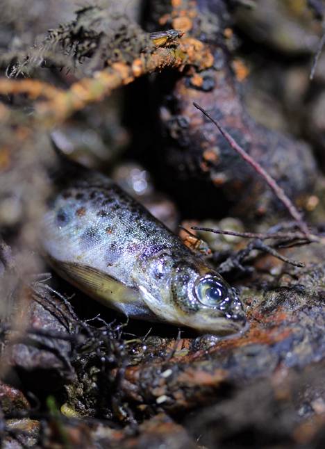 One trout was also found among the dead fish.