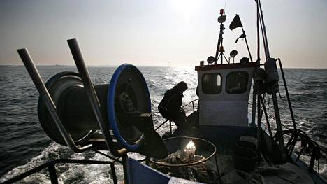 Puolalaiset salakalastavat Itämeren lohta väittämällä saalista meritaimeneksi, ja se näkyy Suomenkin lohijoissa – EU teki maanantaina lopun temppuilulle