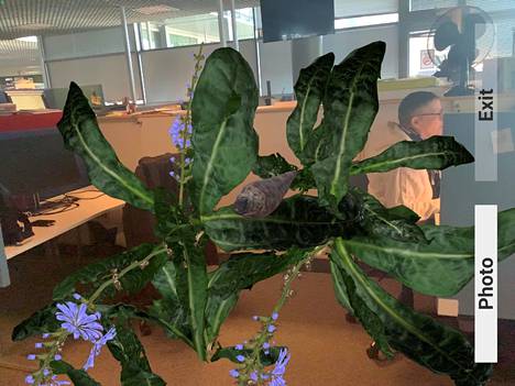 The vegetation in the workplace also increased significantly - albeit only on screen.
