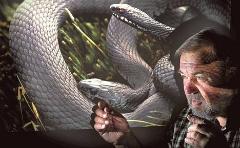 &#34;Kyykäärmeet ovat luonnolle tärkeitä, koska ne säännöstelevät jyrsijä- ja sammakkokantoja&#34;, sanoo käärmeasiantuntija Urpo Koponen.