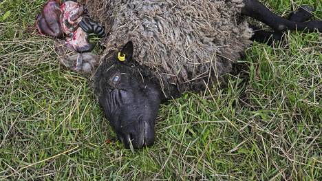 Kouvolassa maatilalla lampaita raadelleet sudet ammuttiin