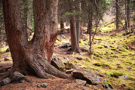 Nämä vanhat havupuut kasvavat vuoristossa.
