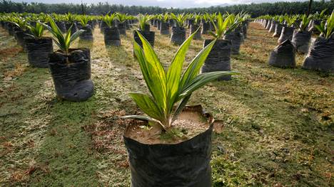 Palmuöljyn tuotanto on ollut merkittävä metsäkadon syy erityisesti Kaakkois-Aasiassa, Indonesiassa ja Malesiassa. Ympäristöjärjestö WWF:n mukaan tilanne on kuitenkin viime aikoina kohentunut.