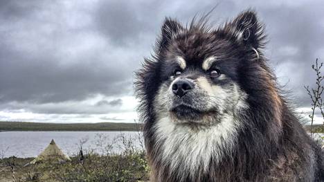 Äijä-koiran seikkailuja voi seurata Eränkävijät-sarjan kuudella ensimmäisellä kaudella.