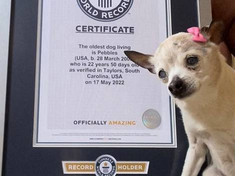 Pebbles-koira sai viime toukokuussa nimensä Guinnessin ennätyskirjaan maailman vanhimpana koirana. Se oli syntynyt vuonna 2000.