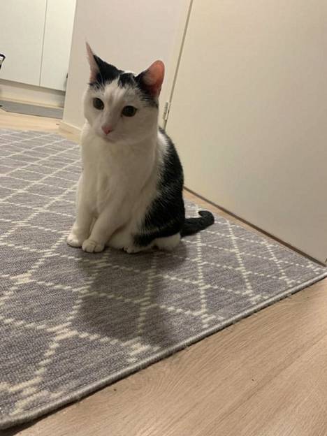 Rölli-kissa löysi uuden kodin entisen omistajan jouduttua sairaalaan.