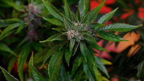 Kannabiskasvi kuvattuna Uruguayn Montevideon kansainvälisillä hamppu- ja kannabismessuilla joulukuussa 2021. Uruguayssa kannabis on laillistettu huume.