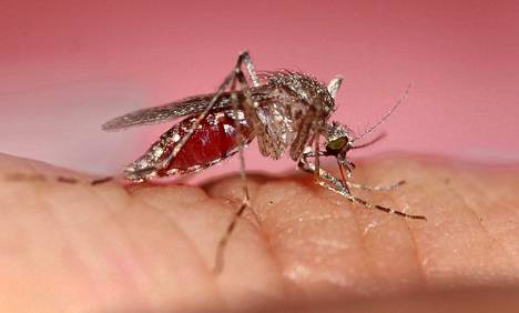 Hyttynen imee verta jopa kaksi kertaa oman painonsa verran.