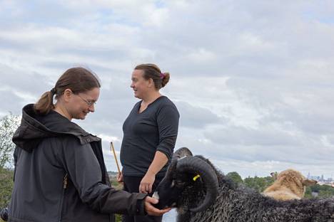 Helena Lundén (vas) ja Reetta Kandolin ovat tyytyväisiä siihen, että Vallisaareen saatiin lampaita.