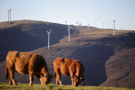 Lehmiä laitumella lähellä Montouton tuulivoimapuistoa Serra do Xistralin vuoristossa Galiciassa, Espanjassa. Paikalliset asukkaat eivät ole olleet innostuneita uudesta laista, jonka turvin energiayhtiöt pystyisivät rakentamaan lisää tuulivoimaa. 