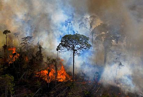 Amazonin sademetsän alueella Brasiliassa roihuavat metsäpalot.