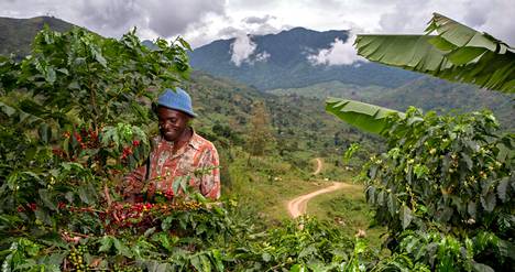 Joseph Kiribmwa otti osaa Nespresson järjestämään koulutukseen, jonka avulla hän oppi uusia viljelytapoja.
