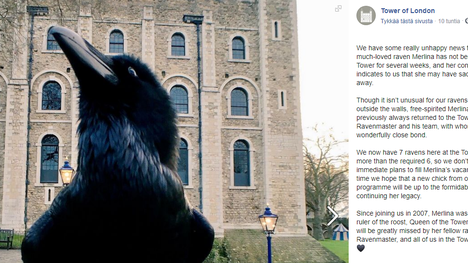 Britannia | Jos korpit jättävät Lontoon Towerin, koko kuningaskunta hajoaa, vanha legenda kertoo – Nyt niistä yksi on kateissa