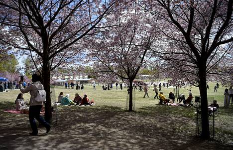 Kirsikkapuut kukkii Roihuvuoressa Helsingissä 16. toukokuuta.
