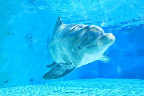 Särkänniemen entinen delfiini Veera saapui heinäkuussa 2020 uuteen kotiinsa Italian Riccioneen. Se siirrettiin pois Kreikasta, koska ei tullut toimeen puiston urosdelfiinien kanssa. Kuva elokuulta 2020.