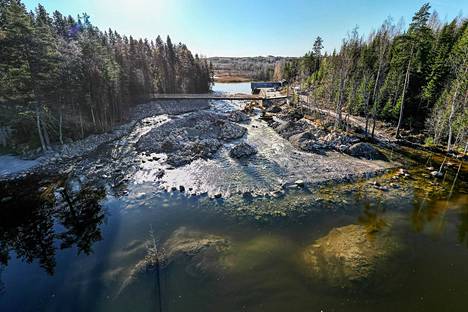 Rautjärvellä Etelä-Karjalassa Hiitolanjoen kolmen pienvoimalan padot puretaan ja kosket entistetään, jotta Laatokan järvilohi pääsee Venäjän puolelta esteettä perinteisille kutukoskille.
