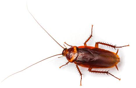 The cockroach has changed from a disgusting pest to a stubborn survivor in the novels of Canadian Rawi Hagen and British Ian McEwan, among others.