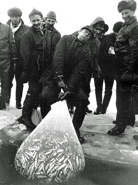 Pekka Pöllänen pinnistää 60 kilon muikkusaalista jäälle. Nuottakunnan olisi saatava päivässä ainakin tämä määrä kalaa, että päästäisiin palkalle.