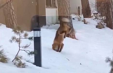 The strange view of nature was amused in Vuosaari, Helsinki, in February.  The fox tried to get food from a scorch hardened by subcooled water.