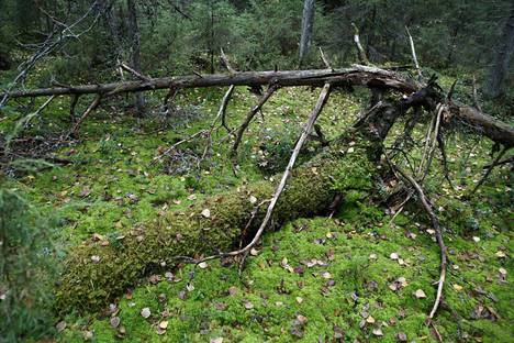 Yhä useampi suomalainen haluaa ympäristöjärjestöjen kyselyn mukaan asua lähellä mahdollisimman luonnontilaista metsää, mutta sellaisia on vähän jäljellä varsinkin Etelä-Suomessa. Riuttaskorvessa Ylöjärvellä on lahopuuta ja useita uhanalaisia lajeja. 