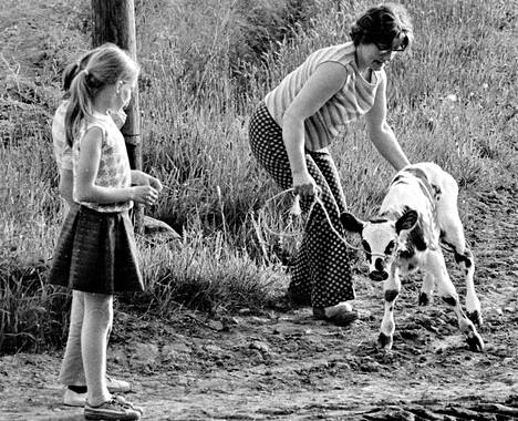 Viikon vanhan vasikan ensimmäinen nuuhkaisu ulkoilmaa Ullan äidin talutusnuorassa panee molemmat tytöt tarkkaaviksi.