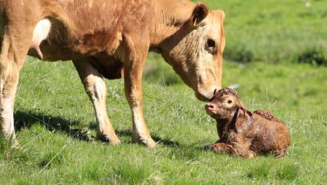 Tämä vasikka syntyi Saksassa. Lehmät kesyyntyivät tuhansien vuosien aikana. 