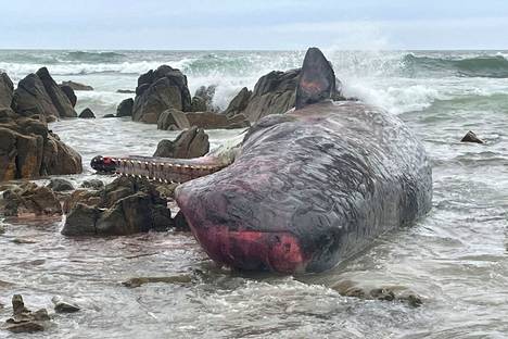 Valaita jää joukoittain jumiin Tasmaniassa suhteellisen usein. 14 nuorta kaskelottikoirasta ajautui äskettäin rannalle ja kuoli Tasmanian King Islandilla.