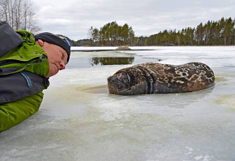 Juha Taskinen on tehnyt 40 vuotta työtä uhanalaisten norppien suojelemiseksi. 