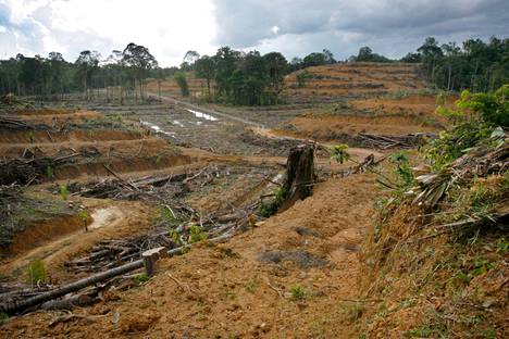 HS kuvasi vuonna 2008 kiinalaisen yrityksen Malesian sademetsään raivaamaa öljypalmuviljelmää. Biopolttoaineisiin käytetään palmuöljyn tuotannon sivuvirtana syntyvää tislettä. Suomalainen Neste on merkittävä biopolttoaineen tuottaja, mutta se ei kerro, kuinka paljon sen biopolttoaineessa tuota palmuöljytislettä on.