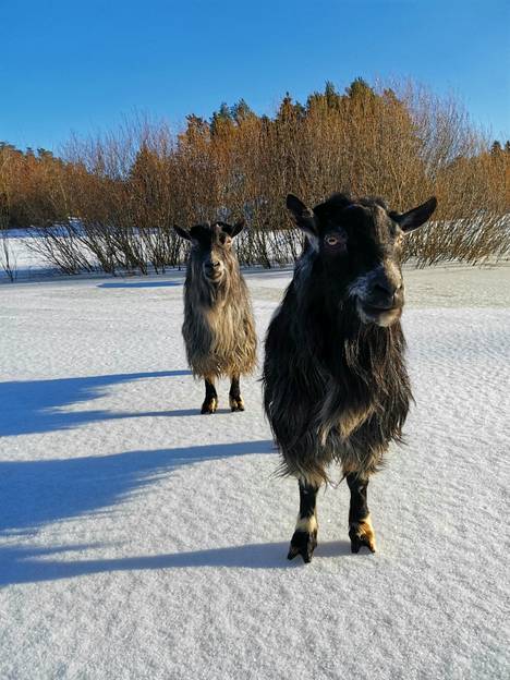 Turkulaisen Heidi Reilimon vuohipojat Matti ja Teppo seuraavat omistajaansa metsillä ja pelloilla säännöllisillä päivälenkeillään. Viime viikon koirahyökkäyksen sattuessa vuohet olivat omassa sähköaidoin varustetussa ulkoaitauksessaan. 