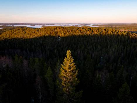 Lähivuosien suuri kysymys on, mihin suuntaan ja millä keinoilla suomalaista metsätaloutta ohjataan. Kuvassa sekametsää Konnevedeltä.