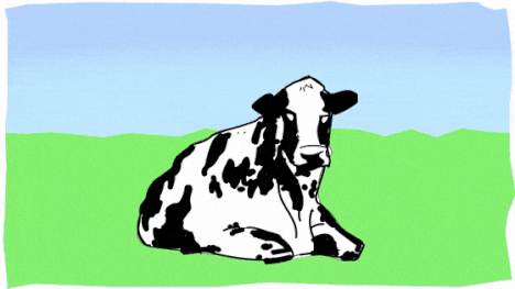 Lehmä märehtii makuullaan.