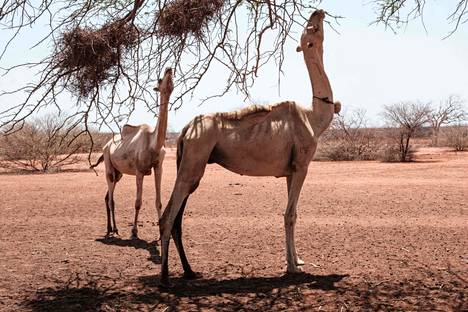Kamelit söivät kuivia oksia juotuaan kaivosta, jonka Darweedin aluehallitus asensi 1. syyskuuta.