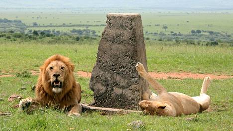 Trumpin hallinto sallii yhdysvaltalaisen miehen tuoda ampumansa leijonan osia Tansaniasta, ympäristö­järjestöt huolestuivat