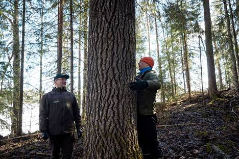 Ympärysmitaltaan noin kaksimetrinen haapa Vuohiniemessä Mänttä-Vilppulassa. Haavan kokoa arvioimassa Jussi Kumpula ja Ari Aalto.