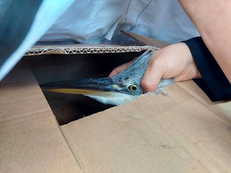 Haikara kuljetettiin Korkeasaaren villieläinsairaalaan laatikossa.