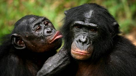 Bonoboapinat näyttävät olevan ihmisen lähimpiä sukulaisia, ja niillä on tapana sukia toisiaan.