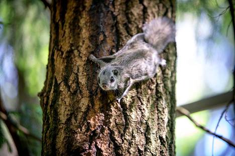 Korkeasaareen tuodut kaksi orpoa liito-oravanpoikasta palautettiin takaisin luontoon, Kaarinan lähellä olevaan metsään kesäkuussa 2020.