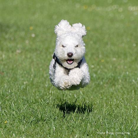 The picture is called Flying Poodle.  The name of the flying poodle is Barney in the British style.