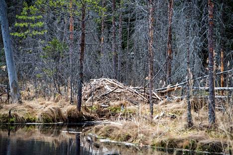 Majavan pesä Evon retkeilyalueella Hämeenlinnassa. YK:n luontosopimus ja EU:n biodiversiteettistrategia luovat painetta lisätä luonnonsuojelun pinta-aloja kaikissa Suomen elinympäristöissä.