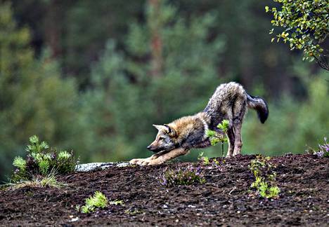 Luonnonvarainen susi venytteli valokuvaajasta piittaamatta noin 20 metrin etäisyydellä kuvaajan autosta elokuussa 2012. Luonnonvarakeskuksen arvion mukaan Suomessa elää 32–38 susilaumaa, joissa on 220–245 sutta.